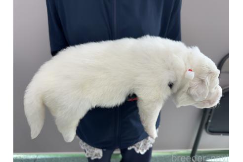 販売中の千葉県のグレートピレニーズ-394915の4枚目
